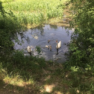 Ptačí rezervace Vrbenské rybníky