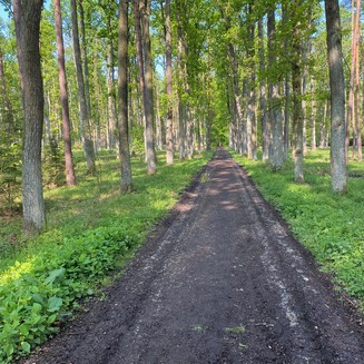 Přilehlý Branišovský les