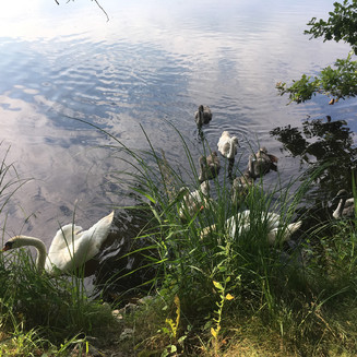 Ptačí rezervace Vrbenské rybníky