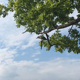 Ptačí rezervace Vrbenské rybníky