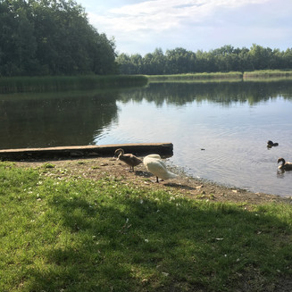 Ptačí rezervace Vrbenské rybníky