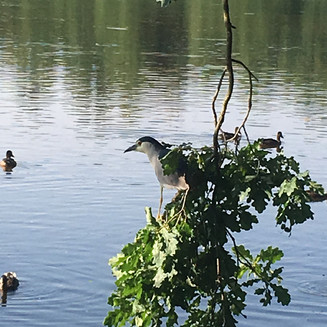 Ptačí rezervace Vrbenské rybníky