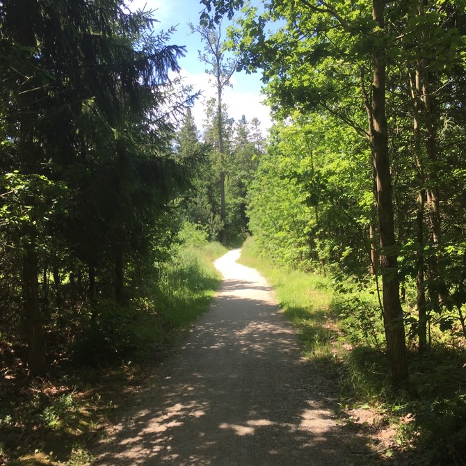 Přilehlý Branišovský les