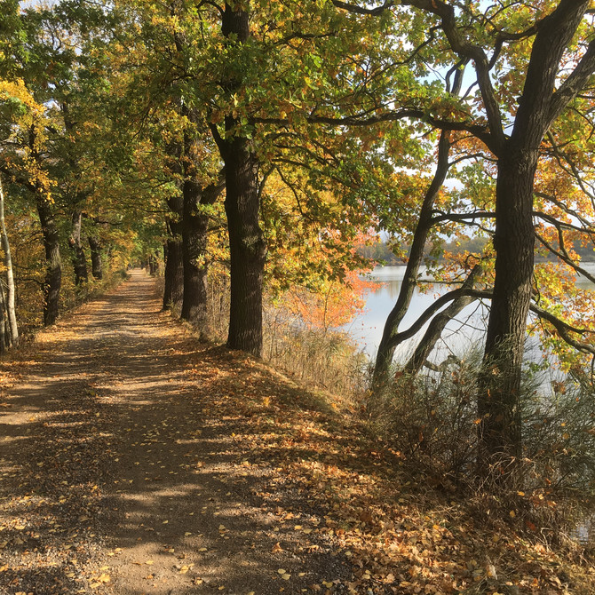 Ptačí rezervace Vrbenské rybníky